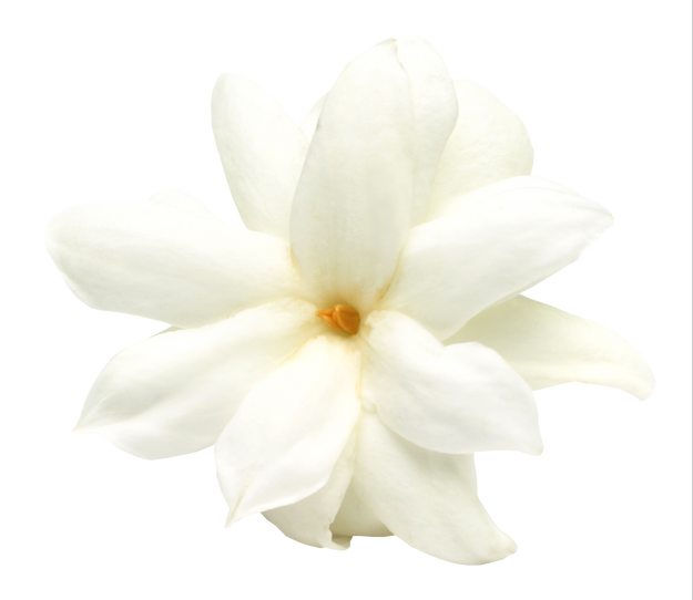 White Jasmine Flower