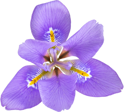 Iris unguicularis ,Iris stylosa or Algerian iris purple with yellow bands fragrant flower isolated transparent png