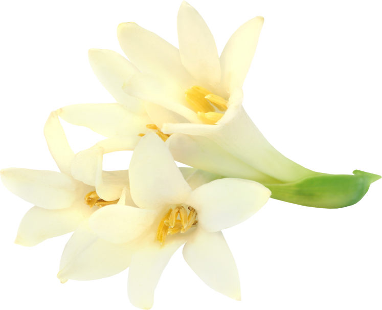 Tuberose or Rajnigandha of Southeast Asia